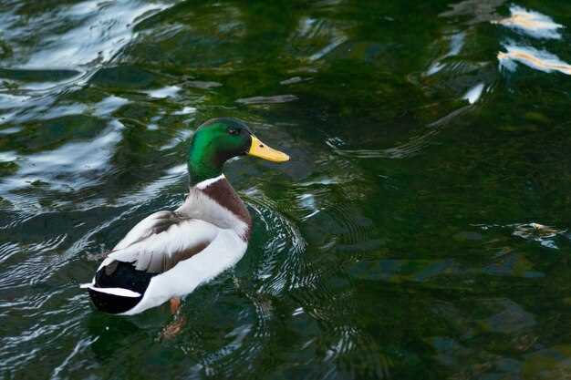 Discover the Wonders of Birdwatching: A Guide for Nature Enthusiasts