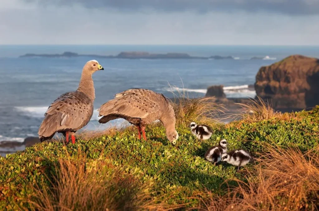 Cape Barren