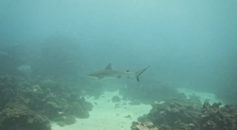 Snorkeling Monkey Mia